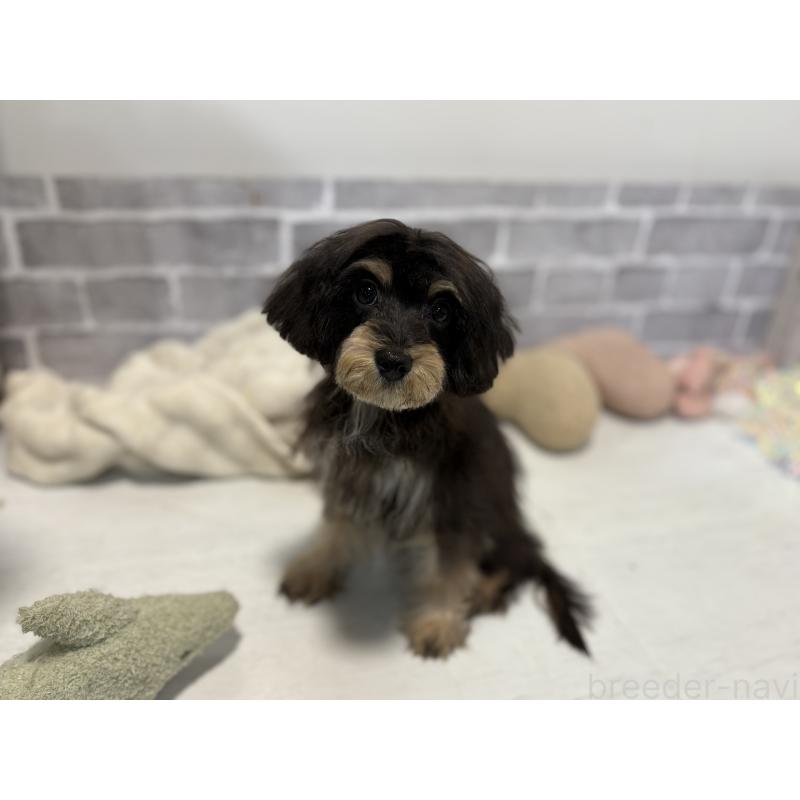 販売中の東京都のキャバプー:キャバリア×トイプードル-412919の3枚目