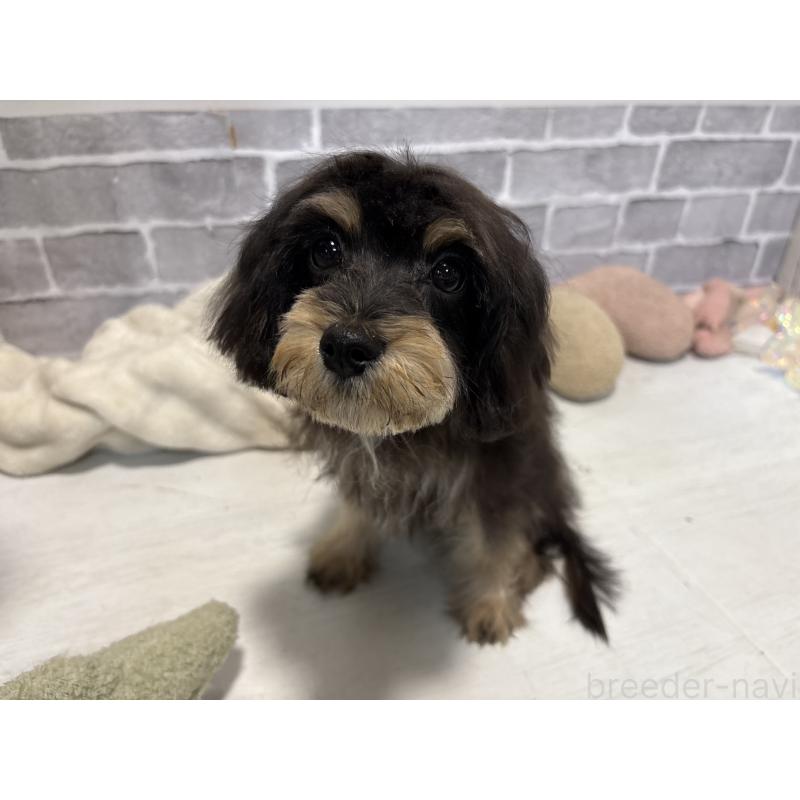 販売中の東京都のキャバプー:キャバリア×トイプードル-412919の2枚目