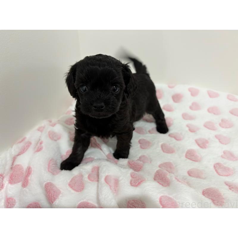 販売中の群馬県のミックス犬-440781の4枚目