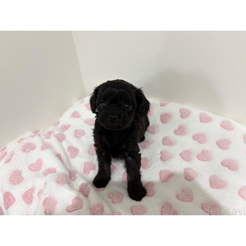 販売中の群馬県のミックス犬-440781の3枚目