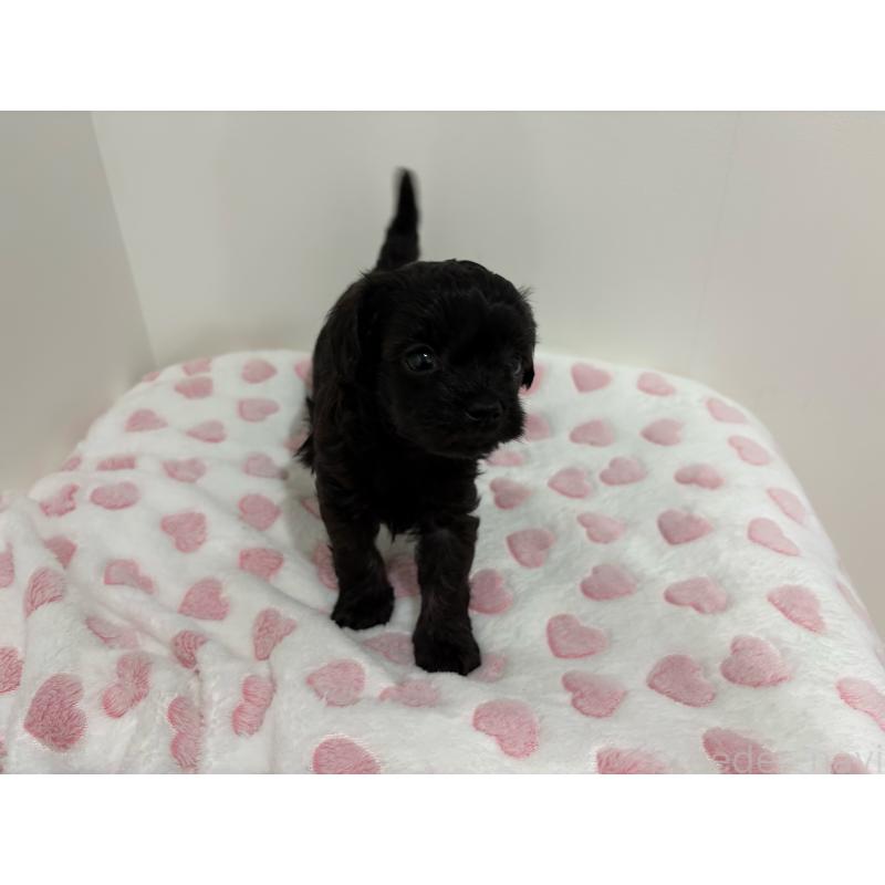 販売中の群馬県のミックス犬-440781の2枚目