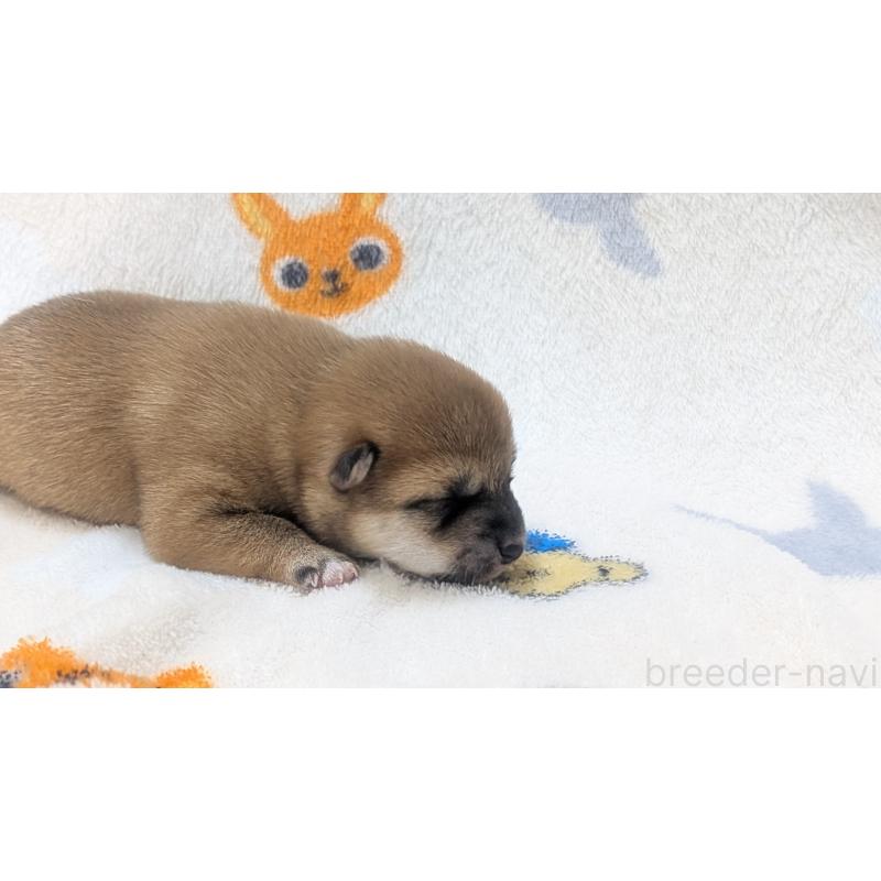 販売中の熊本県の豆柴-440782の8枚目