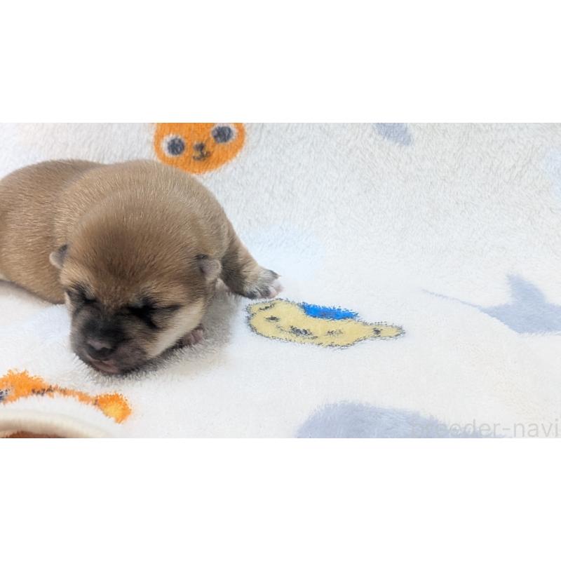 販売中の熊本県の豆柴-440782の7枚目