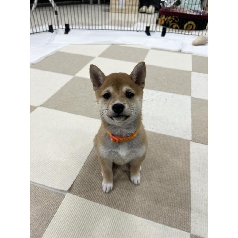 販売中の鹿児島県の豆柴-432165の12枚目