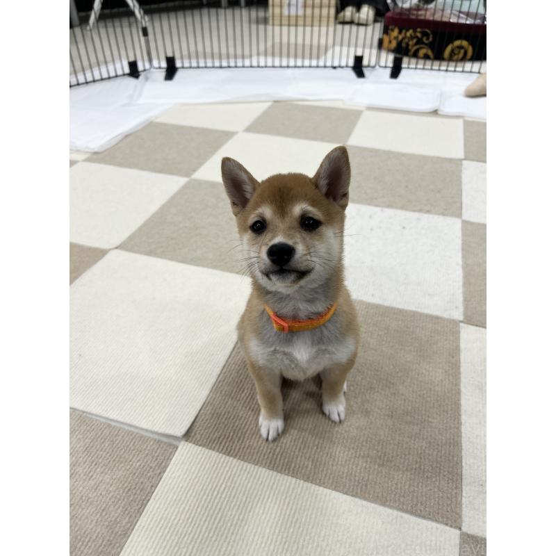 販売中の鹿児島県の豆柴-432165の11枚目