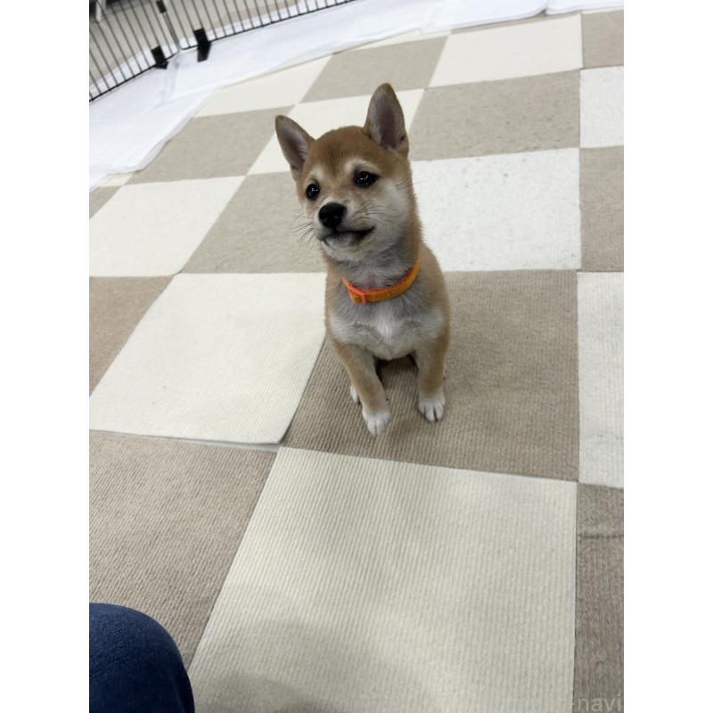 販売中の鹿児島県の豆柴-432165の10枚目