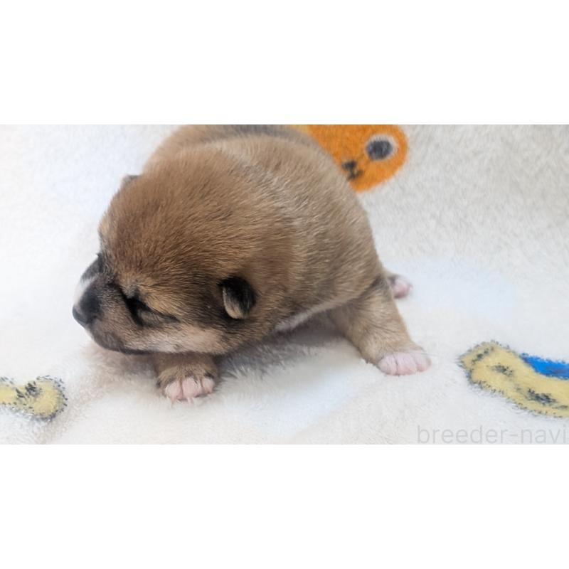 販売中の熊本県の豆柴-440085の37枚目