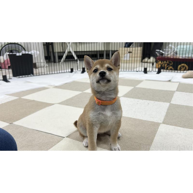 販売中の鹿児島県の豆柴-432165の9枚目