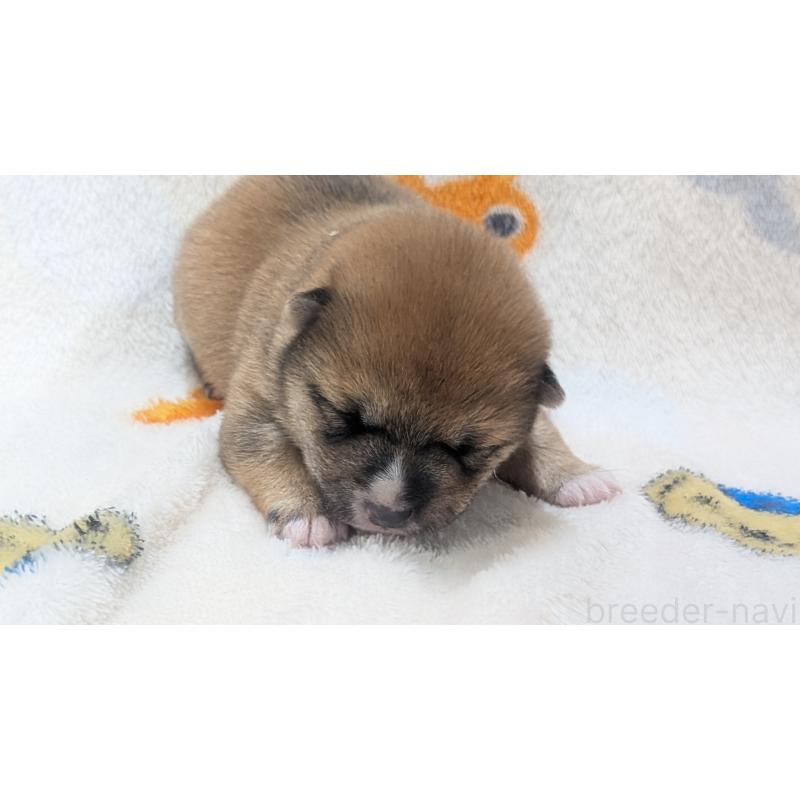 販売中の熊本県の豆柴-440085の36枚目