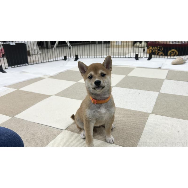 販売中の鹿児島県の豆柴-432165の8枚目