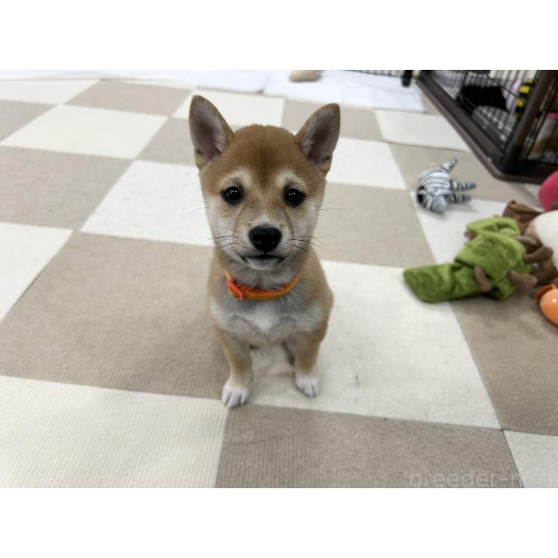 販売中の鹿児島県の豆柴-432165の7枚目