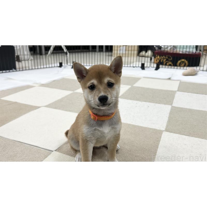 販売中の鹿児島県の豆柴-432165の6枚目