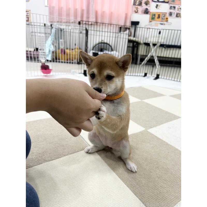 販売中の鹿児島県の豆柴-432165の5枚目