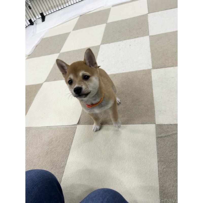 販売中の鹿児島県の豆柴-432165の4枚目