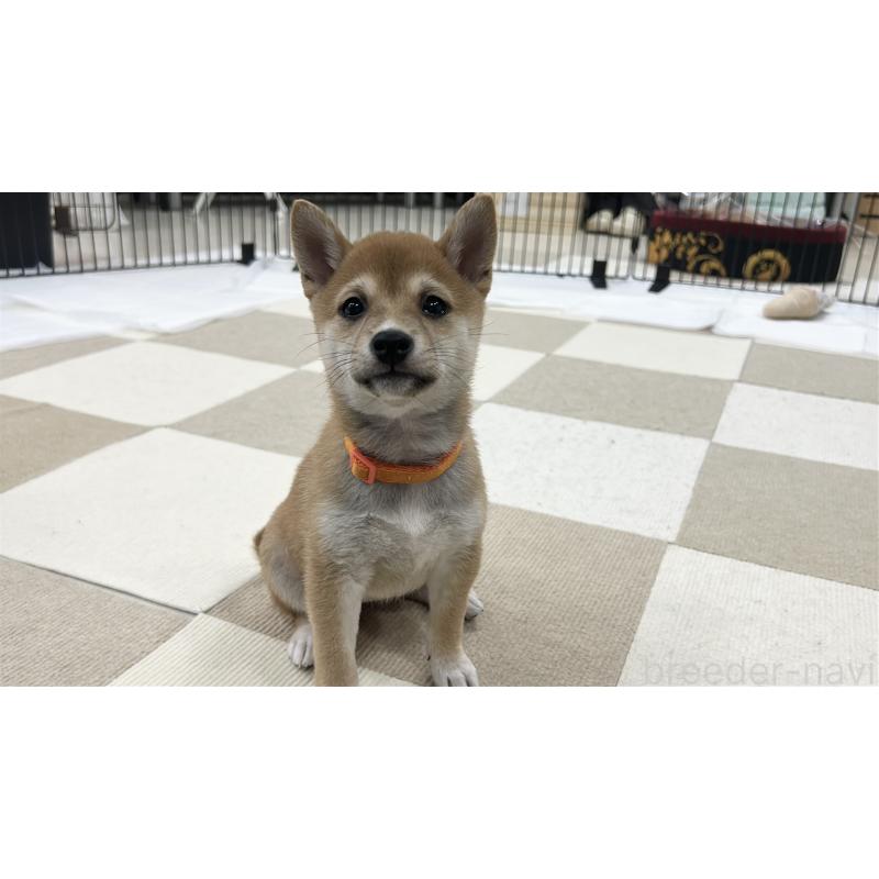 販売中の鹿児島県の豆柴-432165の2枚目