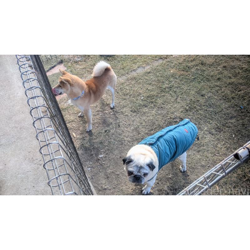 販売中の熊本県の豆柴-440782の4枚目