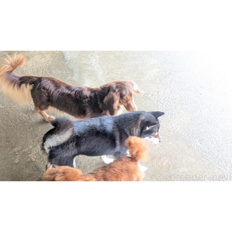 販売中の熊本県の豆柴-440782の3枚目