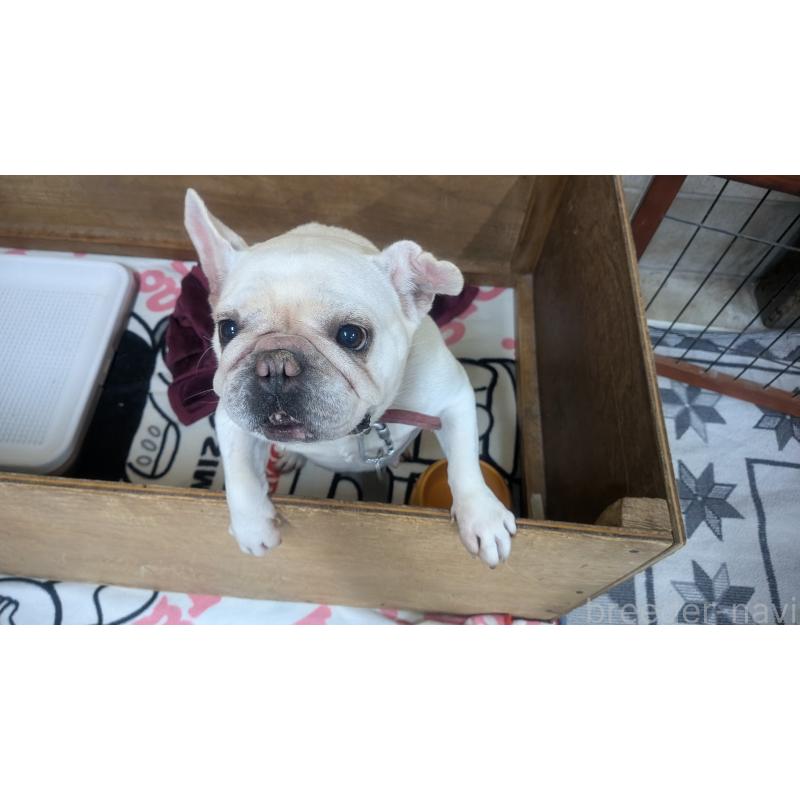 販売中の熊本県のフレンチブルドッグ-414998の4枚目