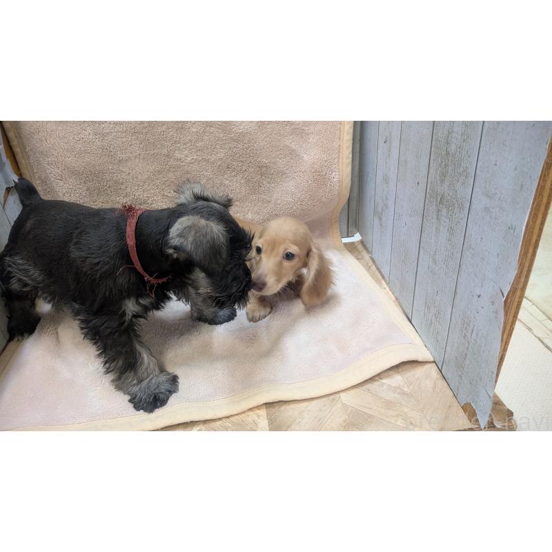 成約済の熊本県のミニチュアダックスフンド(ロングヘアード)-436967の8枚目