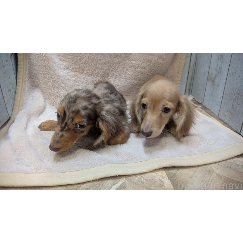 成約済の熊本県のミニチュアダックスフンド(ロングヘアード)-436967の7枚目