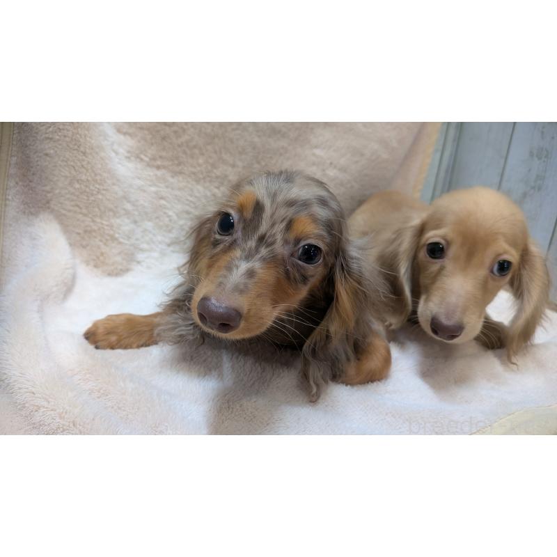 成約済の熊本県のミニチュアダックスフンド(ロングヘアード)-436967の6枚目