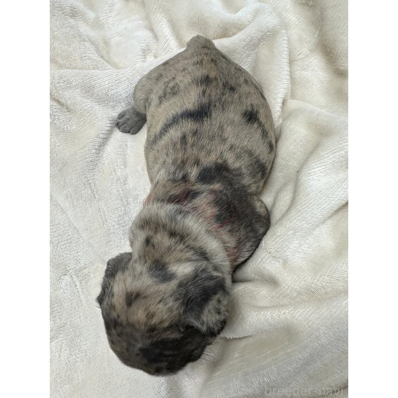 販売中の千葉県のフレンチブルドッグ-440784の5枚目