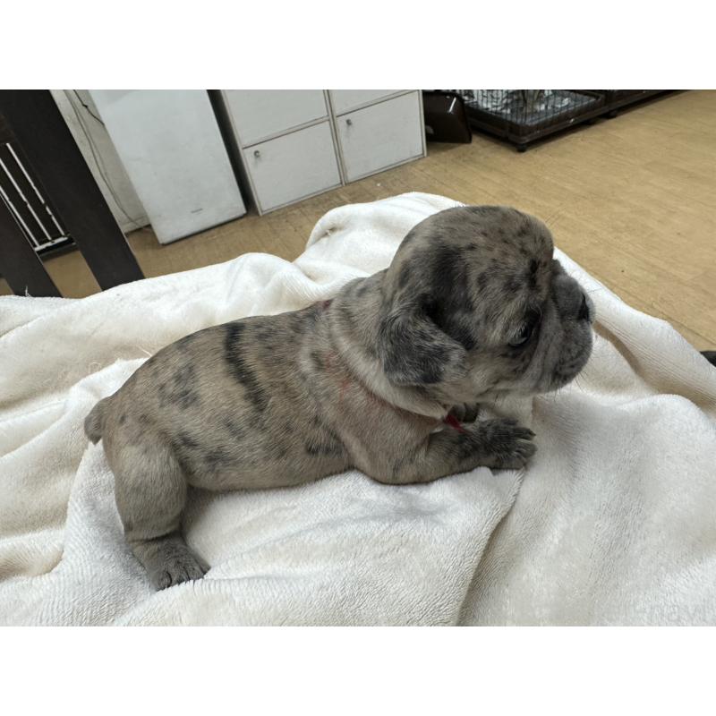 販売中の千葉県のフレンチブルドッグ-440784の4枚目