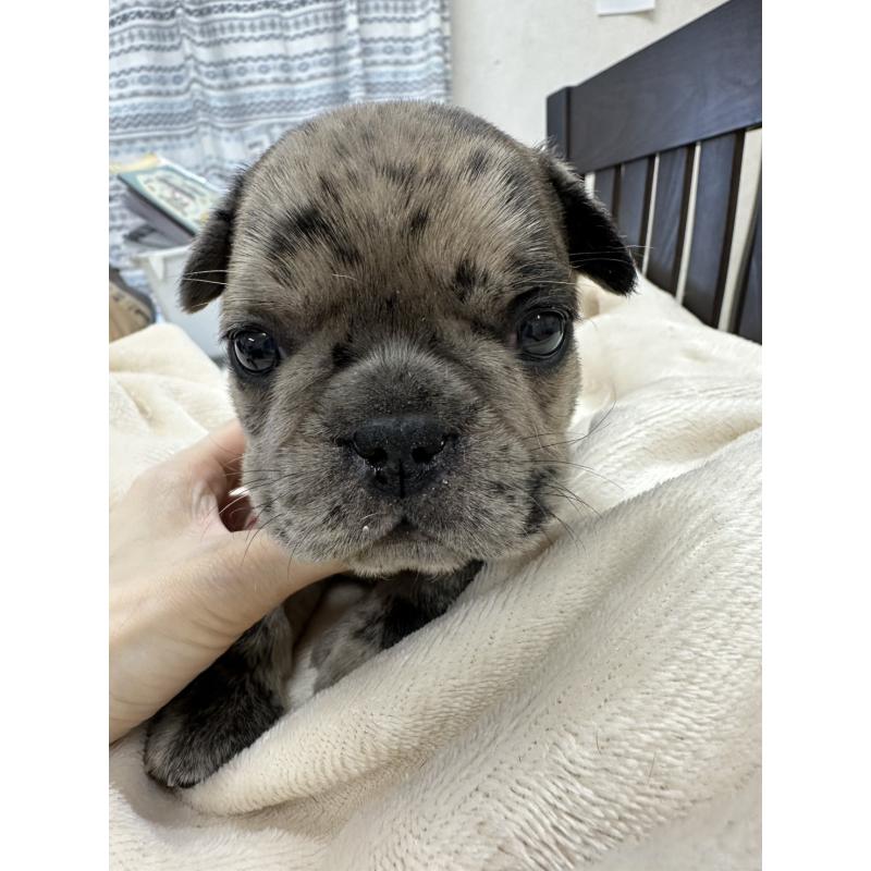 販売中の千葉県のフレンチブルドッグ-440784の3枚目