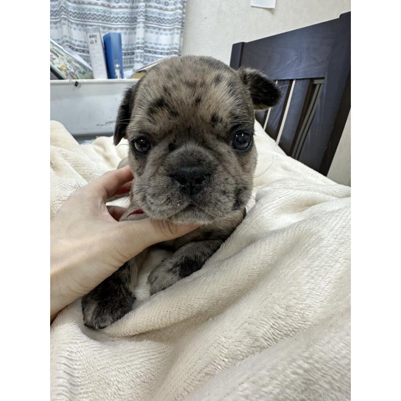 販売中の千葉県のフレンチブルドッグ-440784の2枚目