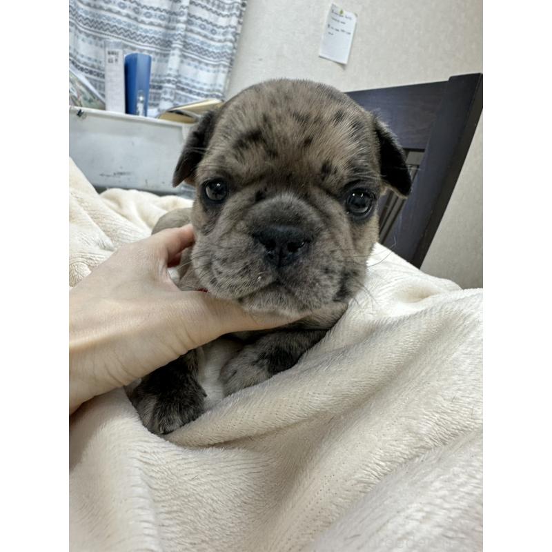 販売中の千葉県のフレンチブルドッグ-440784