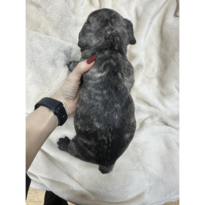 販売中の千葉県のフレンチブルドッグ-440785の5枚目