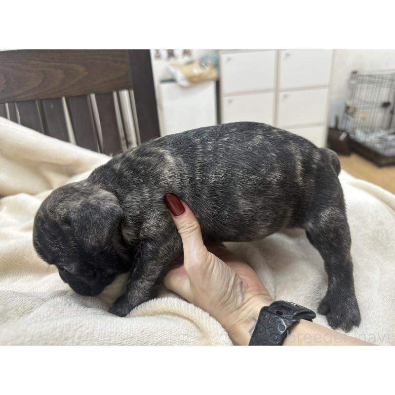 販売中の千葉県のフレンチブルドッグ-440785の4枚目