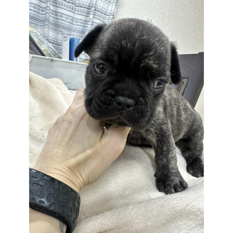 販売中の千葉県のフレンチブルドッグ-440785の3枚目