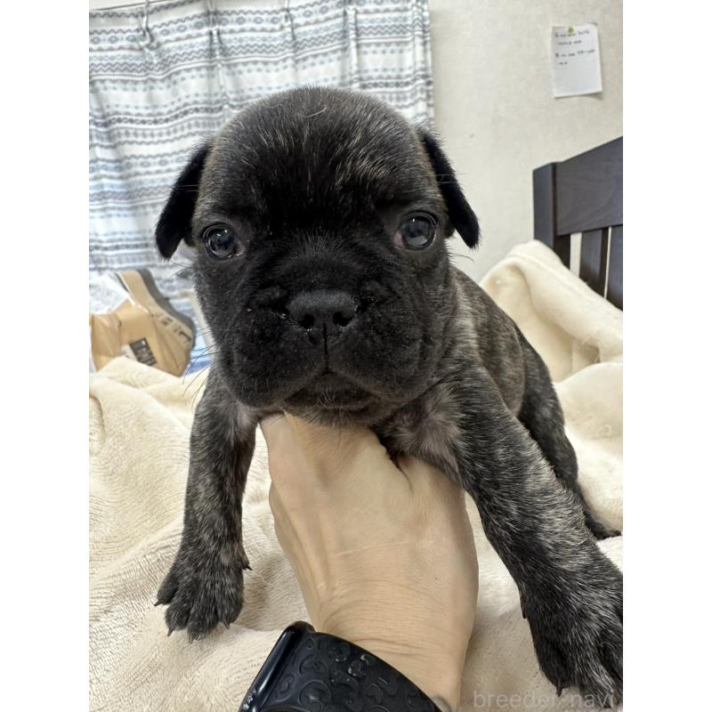 販売中の千葉県のフレンチブルドッグ-440785の2枚目