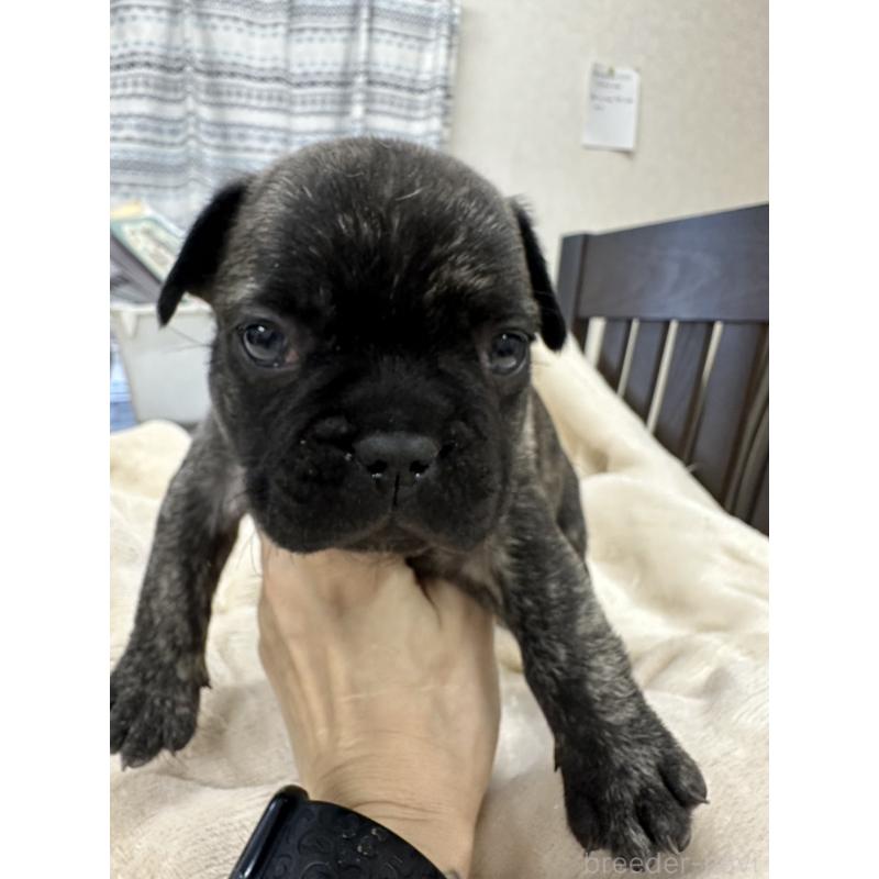 販売中の千葉県のフレンチブルドッグ-440785の1枚目