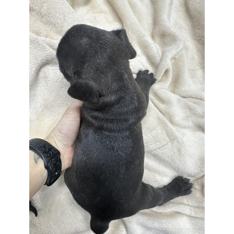 販売中の千葉県のフレンチブルドッグ-440786の5枚目