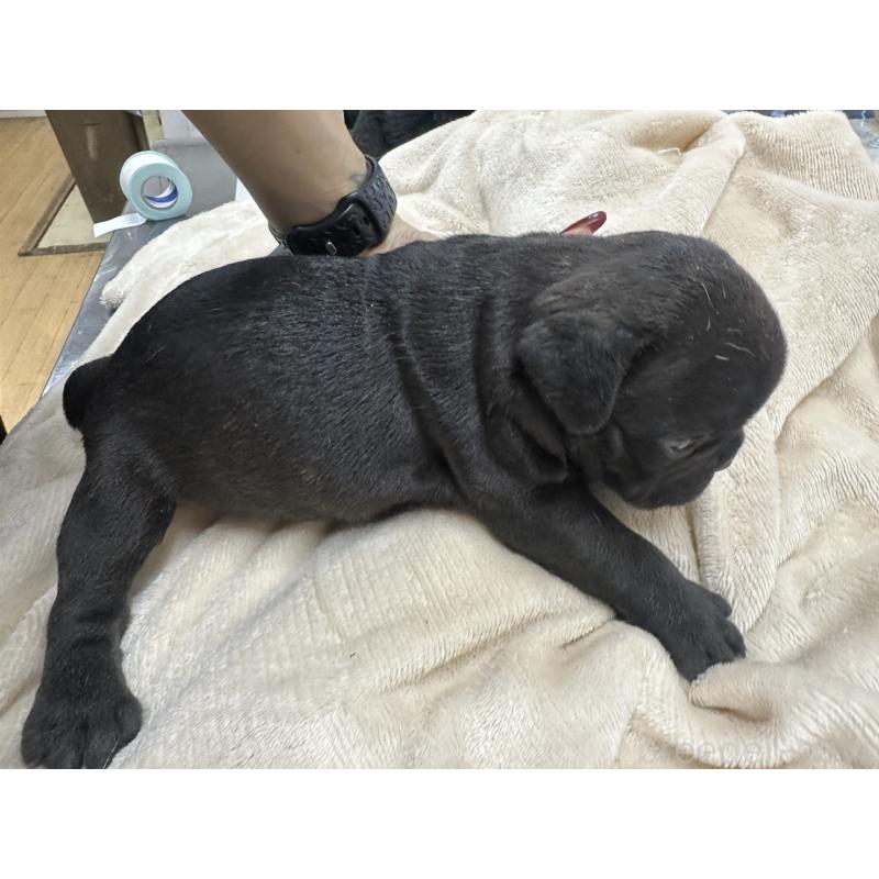 販売中の千葉県のフレンチブルドッグ-440786の4枚目