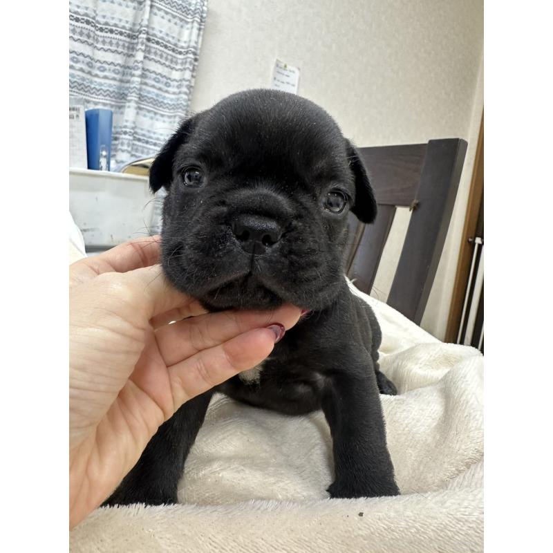 販売中の千葉県のフレンチブルドッグ-440786の3枚目