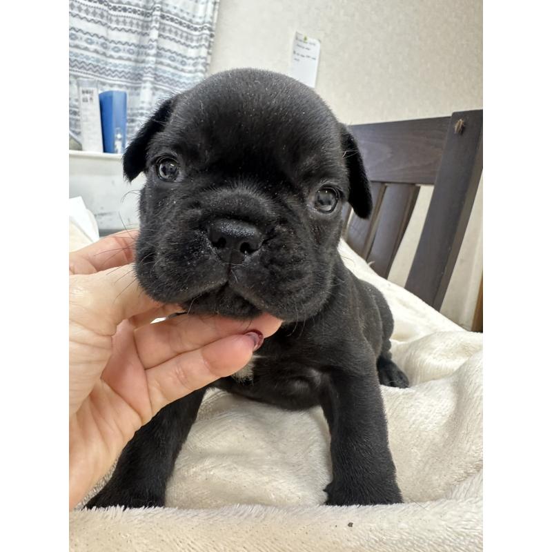 販売中の千葉県のフレンチブルドッグ-440786