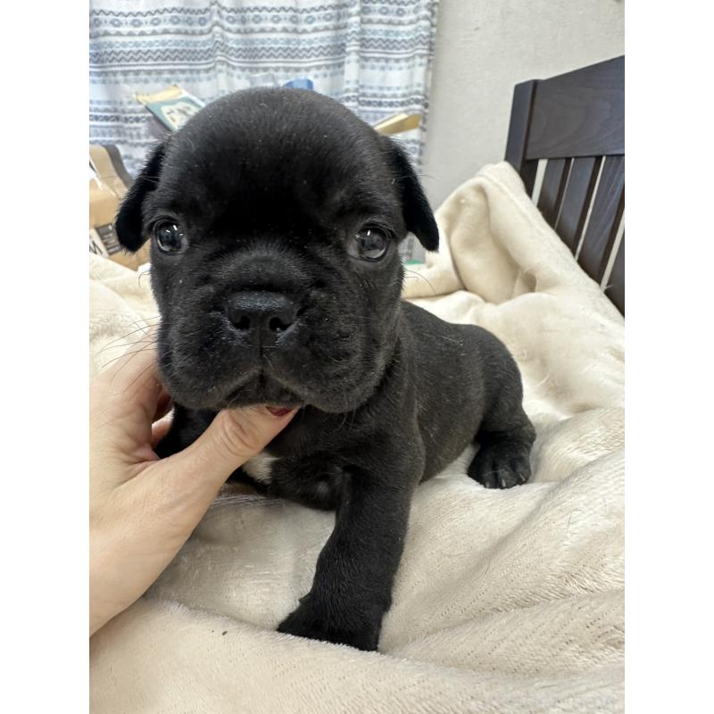 販売中の千葉県のフレンチブルドッグ-440786の2枚目