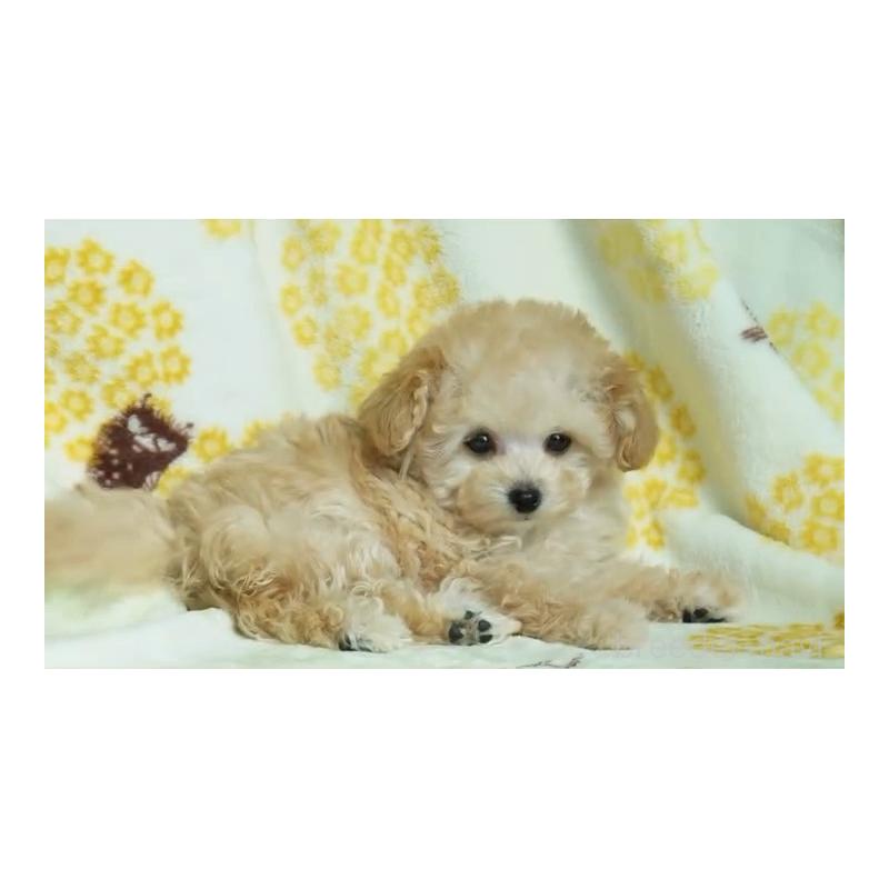 販売中の三重県のティーカッププードル-440787の2枚目