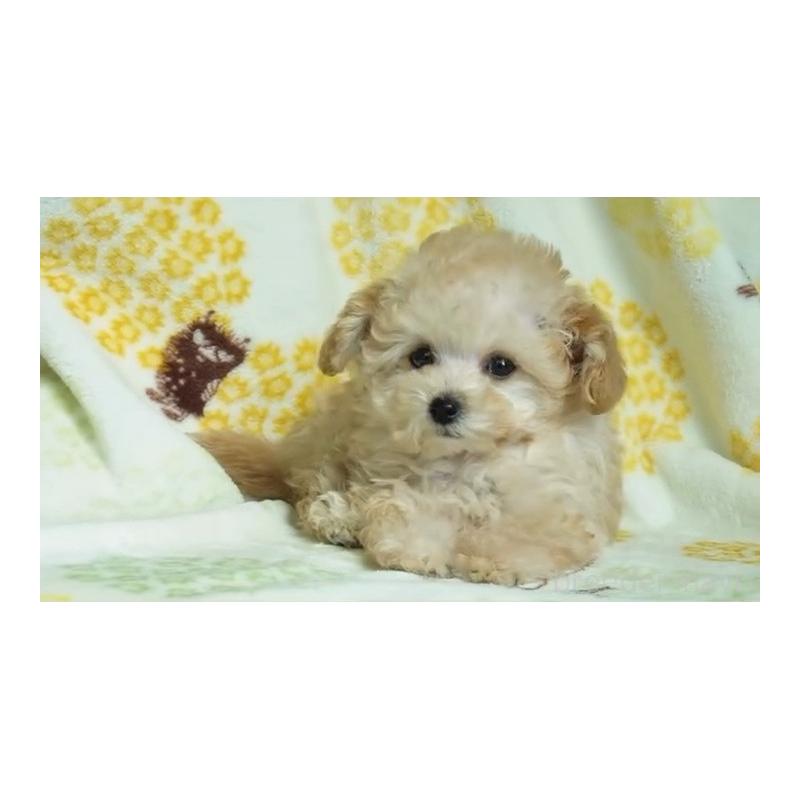 販売中の三重県のティーカッププードル-440787の3枚目