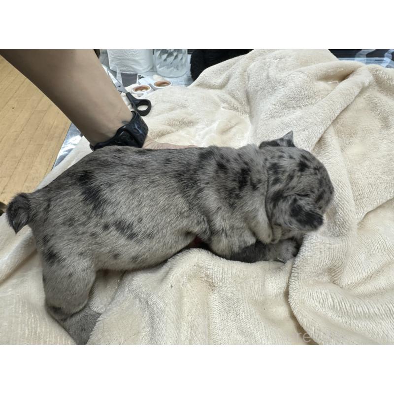 販売中の千葉県のフレンチブルドッグ-440788の5枚目