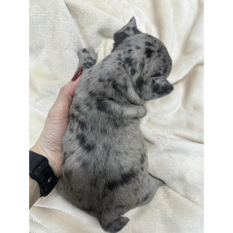 販売中の千葉県のフレンチブルドッグ-440788の4枚目