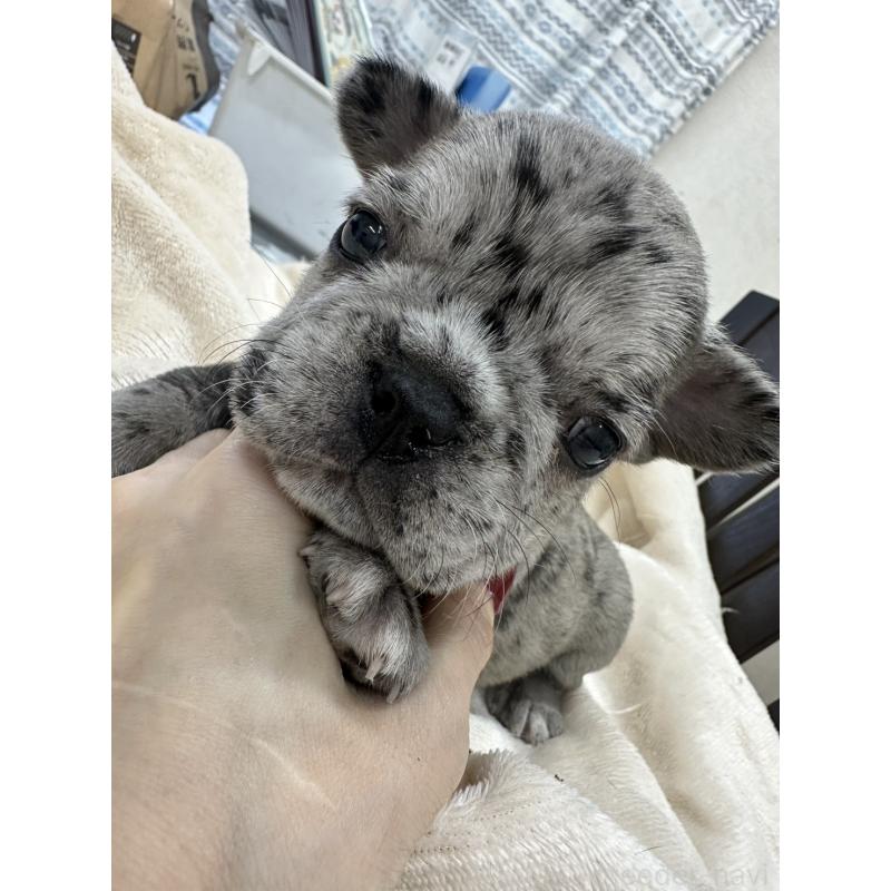 販売中の千葉県のフレンチブルドッグ-440788の2枚目