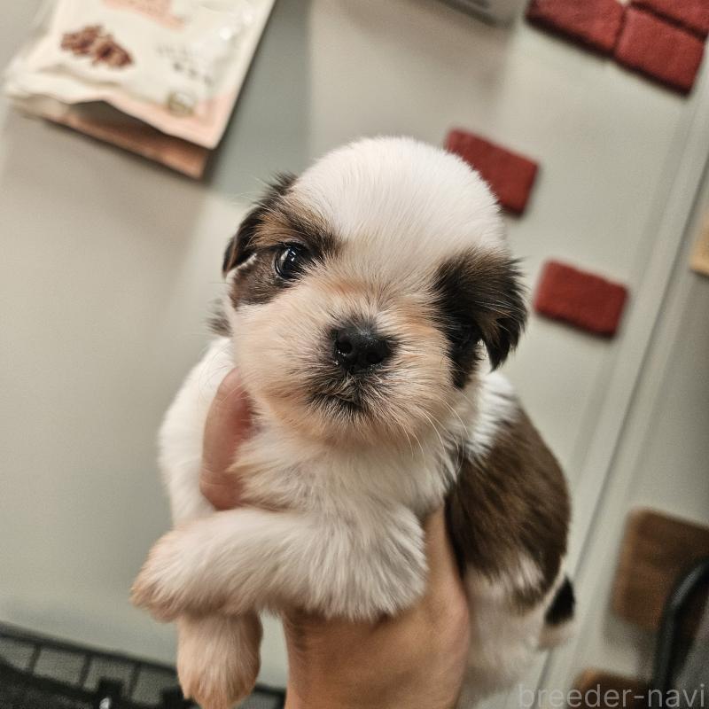 販売中の福岡県のシーズー-440789の1枚目