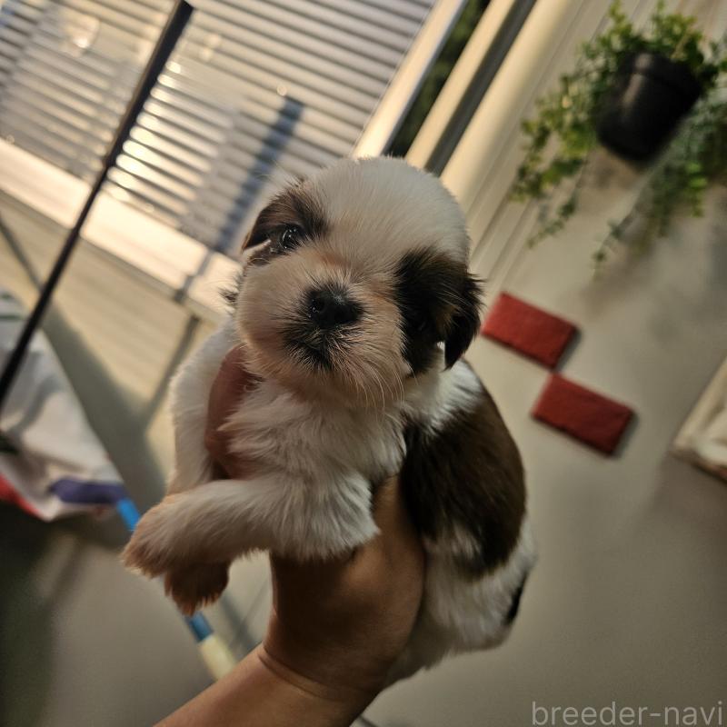 販売中の福岡県のシーズー-440789の2枚目