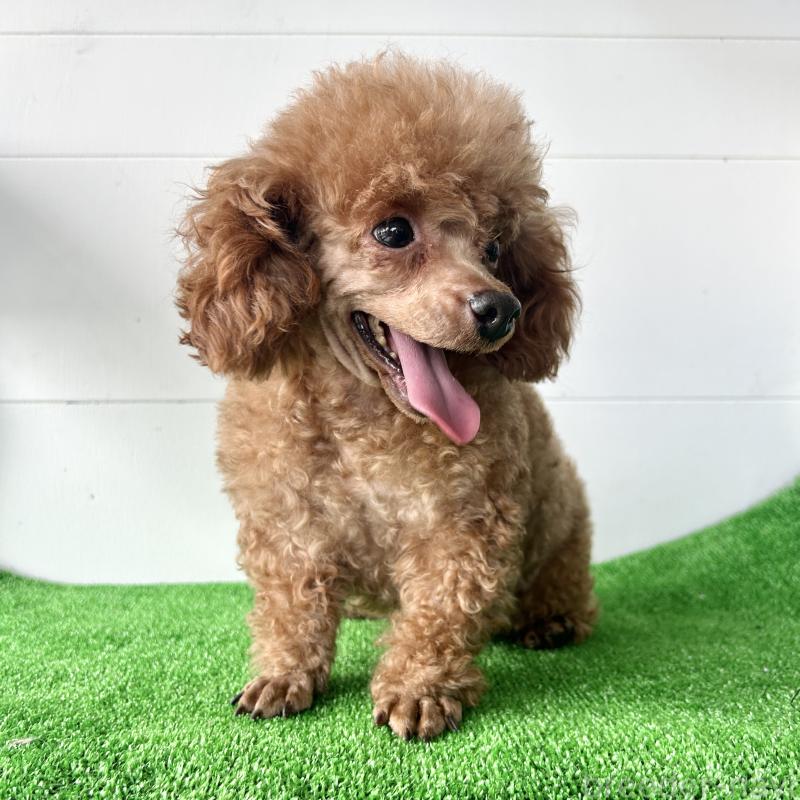 ドワくんくん1枚目