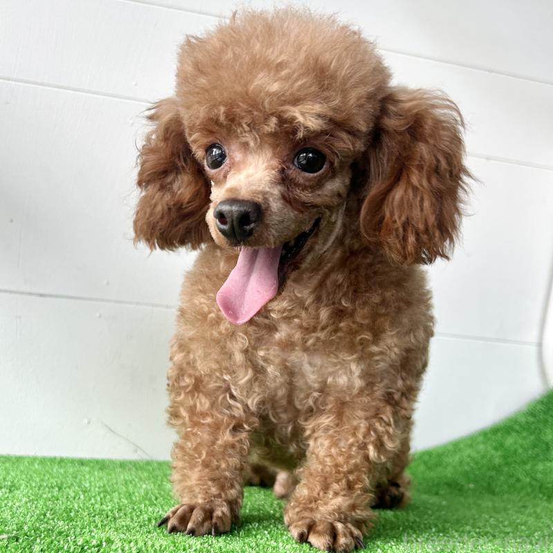 ドワくんくん1枚目