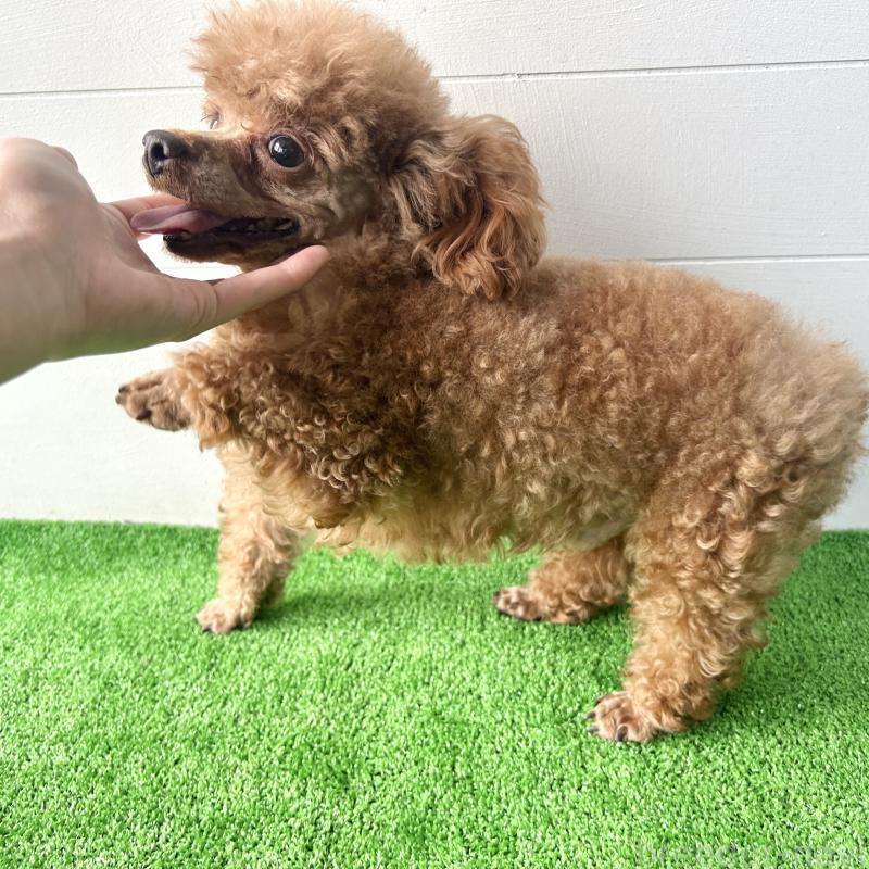 ドワくんくん1枚目